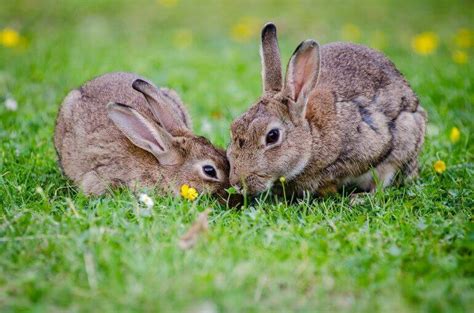 PETA répond à vos questions sur l’expérimentation animale pour les.